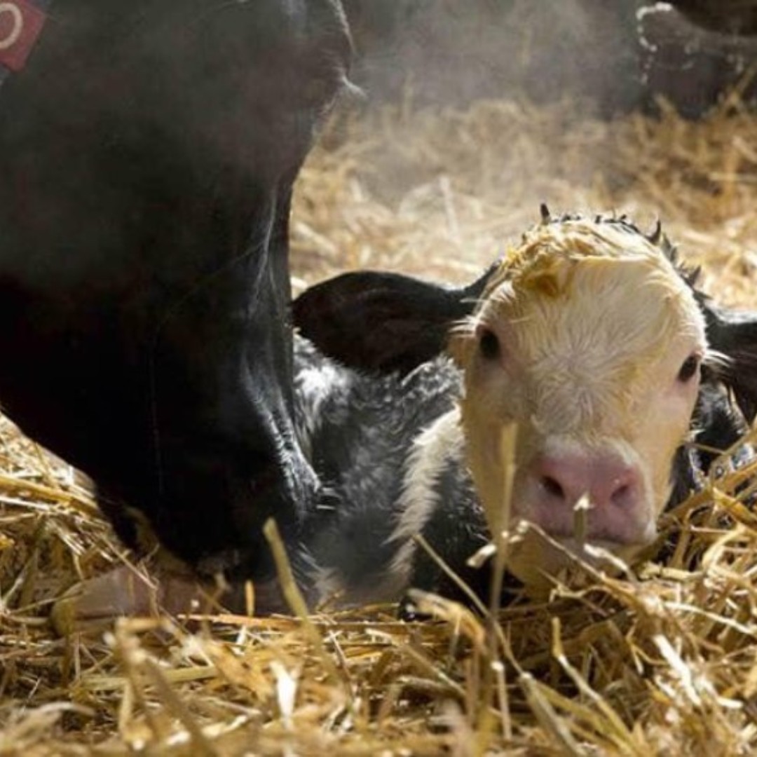 specialistnutri's tweet photo. Spring Calving is coming, are you prepared?
1. Order your Milkivit milk replacer now
2. Calibrate any feeders
3. Call for a post Calver diet 051833071
#UnlockYourFarmPotential https://t.co/6h1eK3yfNJ