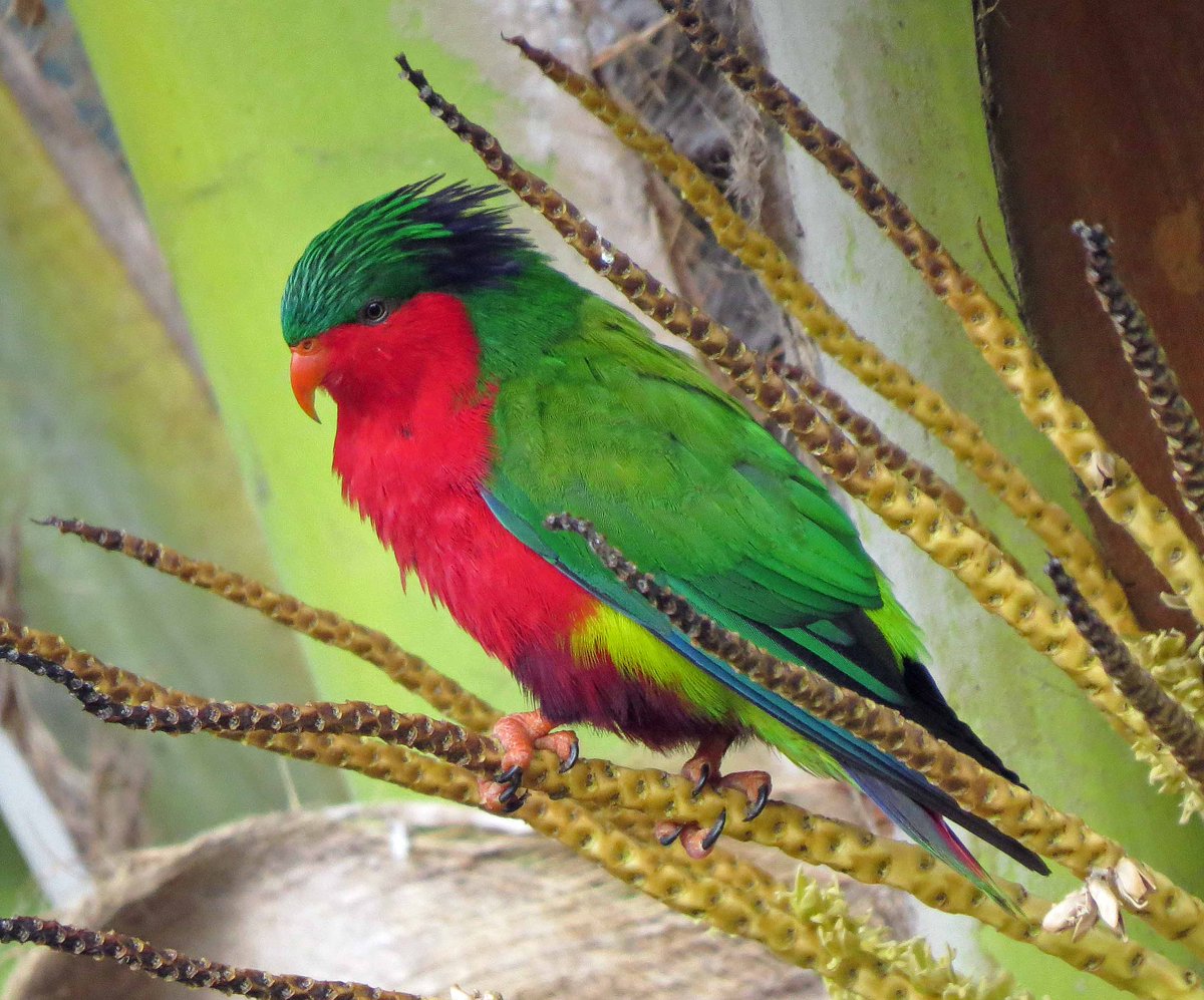 Alan_Brown71's tweet photo. 25th E Polynesia: next Cook Island was Atiu for the supersmart but endangered Kuhl's Lorikeet. Two pics of the lorikeet plus Chattering Kingfisher and Lilac-crowned Fruit Dove. https://t.co/95tyPIGasp