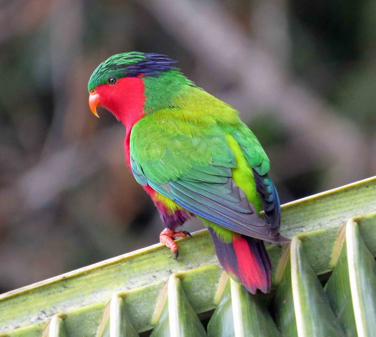 Alan_Brown71's tweet photo. 25th E Polynesia: next Cook Island was Atiu for the supersmart but endangered Kuhl's Lorikeet. Two pics of the lorikeet plus Chattering Kingfisher and Lilac-crowned Fruit Dove. https://t.co/95tyPIGasp