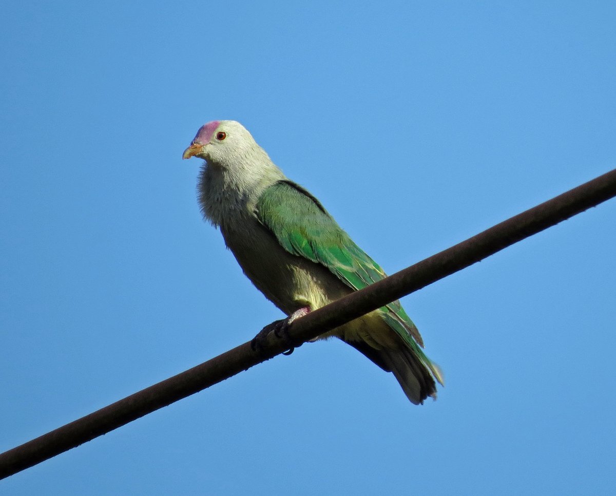 Alan_Brown71's tweet photo. 25th E Polynesia: next Cook Island was Atiu for the supersmart but endangered Kuhl's Lorikeet. Two pics of the lorikeet plus Chattering Kingfisher and Lilac-crowned Fruit Dove. https://t.co/95tyPIGasp