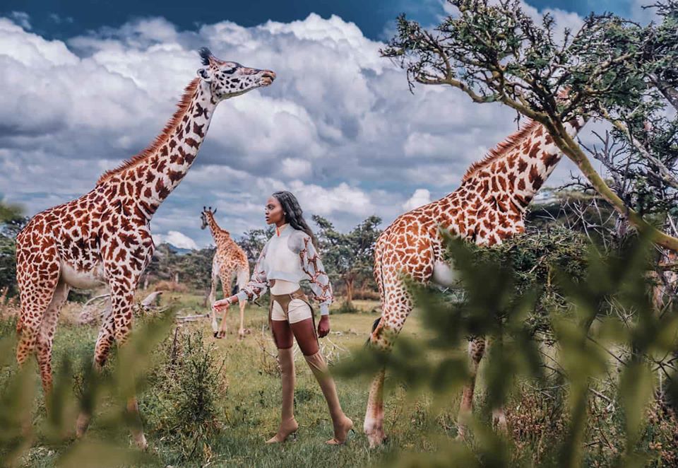 FashionNairobi's tweet photo. @MichukiStacy @hobopeeba @sharyntotti @MissUniverse @SharynKoko @CacdemodeBrand Draped in gorgeous gowns and other designer attire, @MichukiStacy  danced among giraffes, made friends with ostriches and played with zebras.
#NairobiFashionHub #MissUniverse https://t.co/ttYMak6ij4
