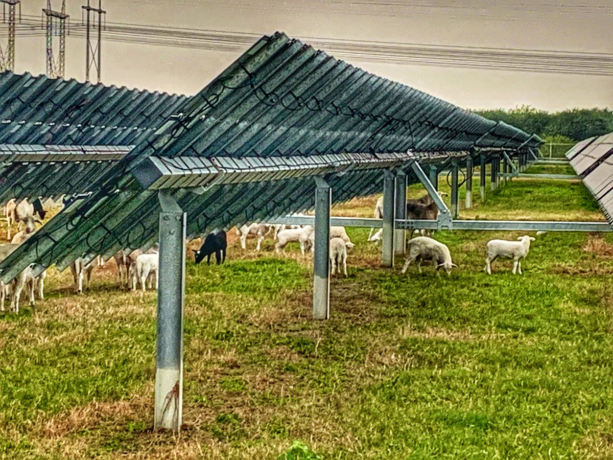 The lawn maintenance crew hard at work at one of <a href="/TampaElectric/">Tampa Electric</a>’s solar fields. Yep, they’re sheep. #GoodDayTB