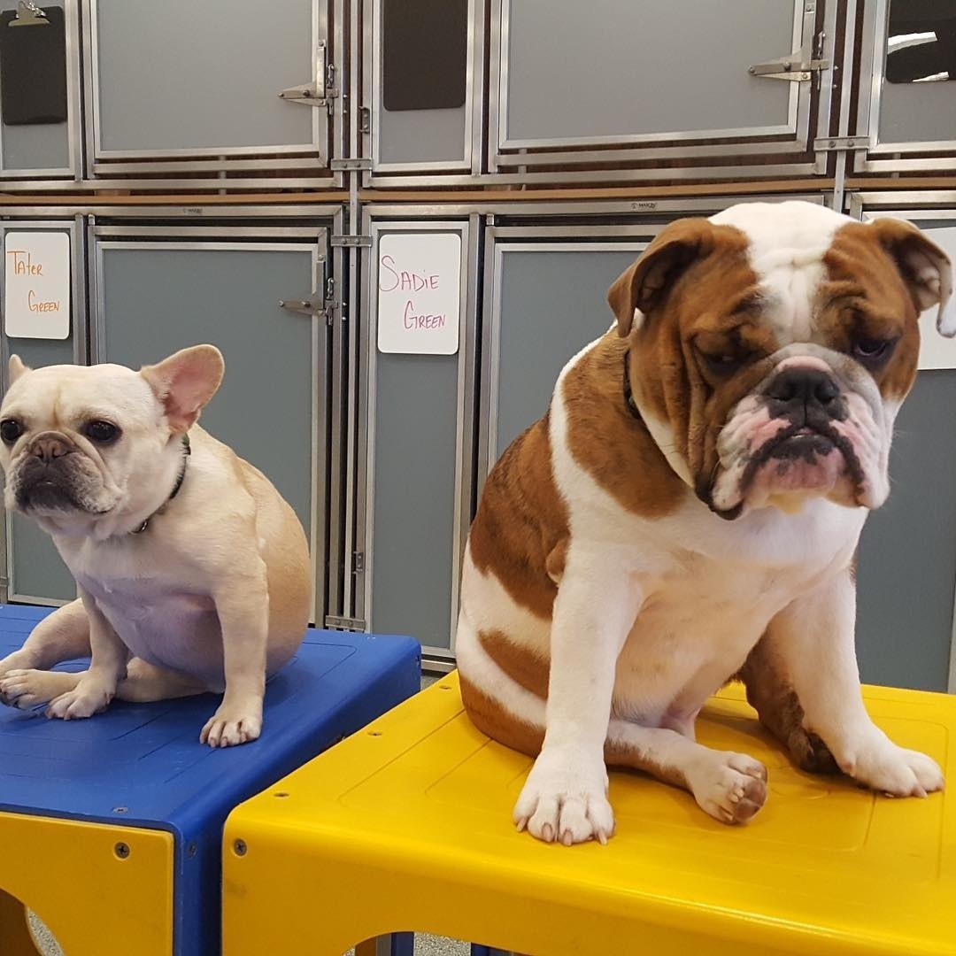 .#GothamCard perk of the week: Get a free dog walking session, a free day of daycare, plus $50 off any boarding package from @akccanineretreat, neighborhood favorite of our four-legged residents. 
(📸:  @akccanineretreat on IG)