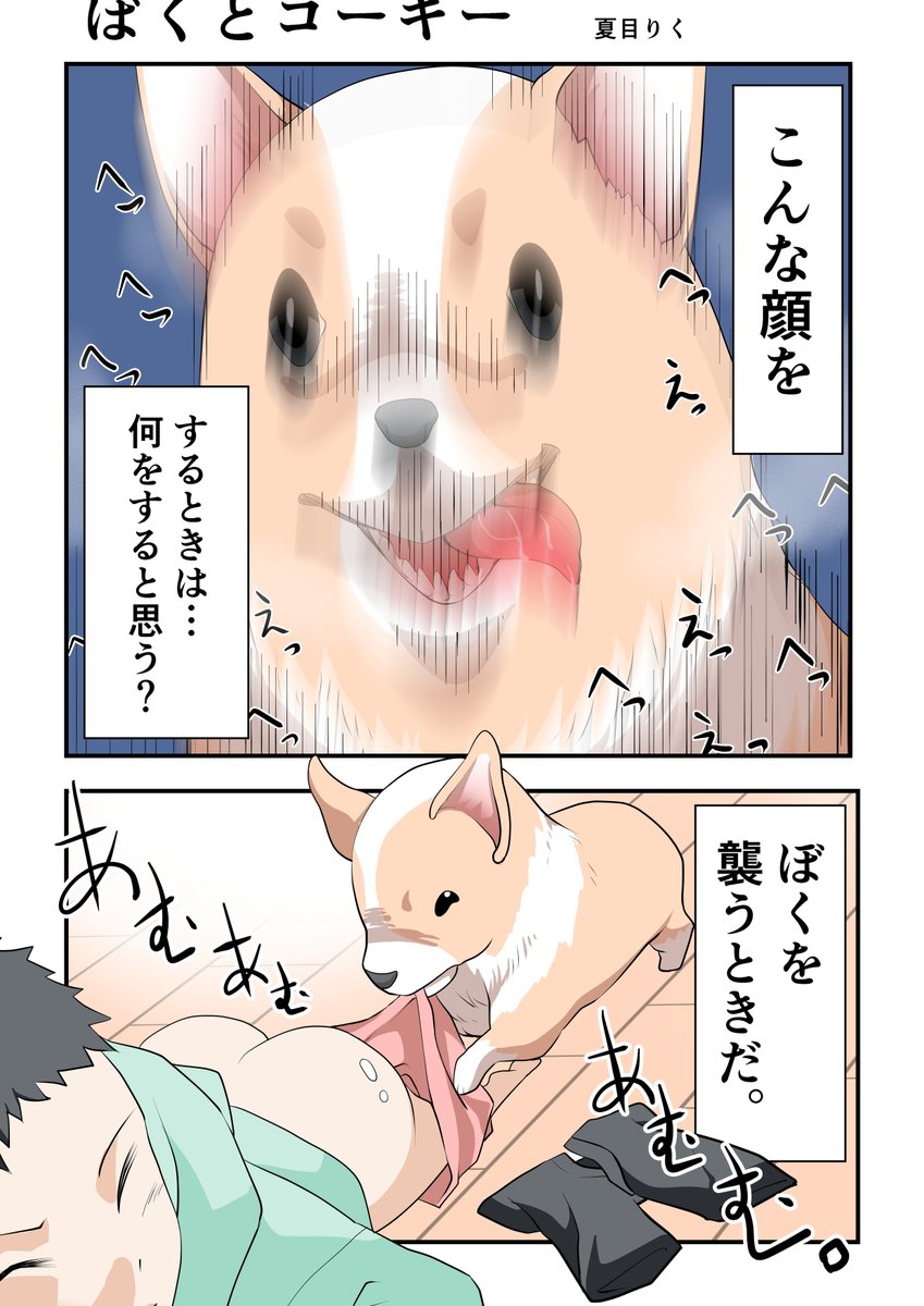 コギギワン。

#ぼくとコーギー #コギギ #コーギー 