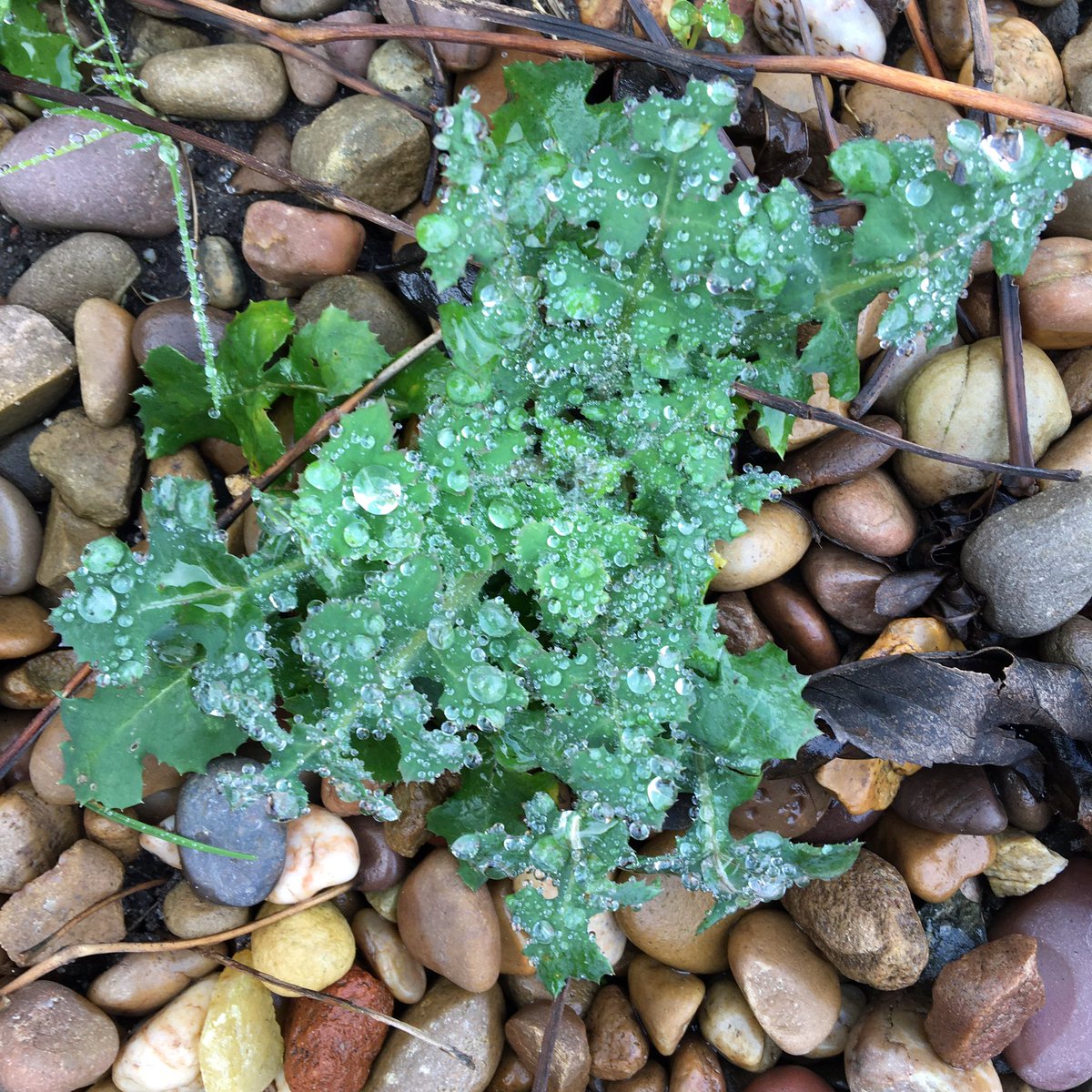 YN_AF's tweet image. We are a day behind on the #TheJanuaryChallenge but took yesterday’s challenge as a perfect excuse to head outside. 

🌱🌿☘️🍃With the colour green poking through the winter gloom #shadedpath #everydaycreativity
