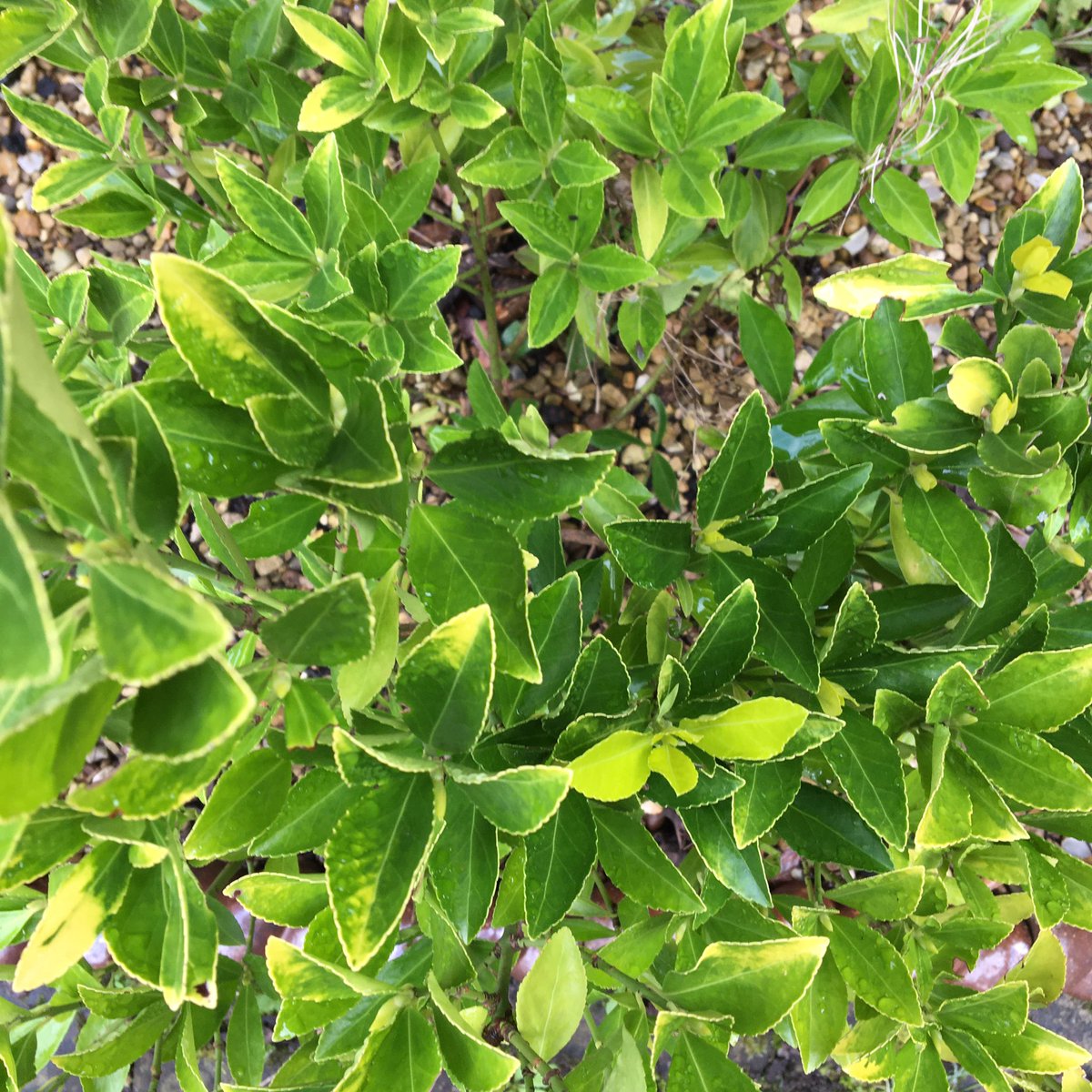 YN_AF's tweet image. We are a day behind on the #TheJanuaryChallenge but took yesterday’s challenge as a perfect excuse to head outside. 

🌱🌿☘️🍃With the colour green poking through the winter gloom #shadedpath #everydaycreativity