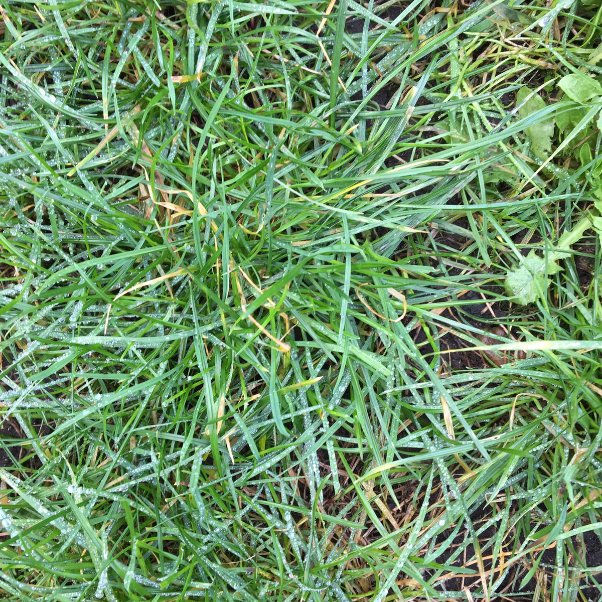 YN_AF's tweet image. We are a day behind on the #TheJanuaryChallenge but took yesterday’s challenge as a perfect excuse to head outside. 

🌱🌿☘️🍃With the colour green poking through the winter gloom #shadedpath #everydaycreativity