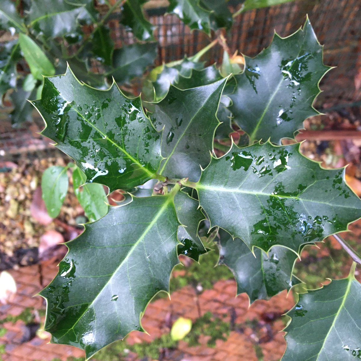 YN_AF's tweet image. We are a day behind on the #TheJanuaryChallenge but took yesterday’s challenge as a perfect excuse to head outside. 

🌱🌿☘️🍃With the colour green poking through the winter gloom #shadedpath #everydaycreativity