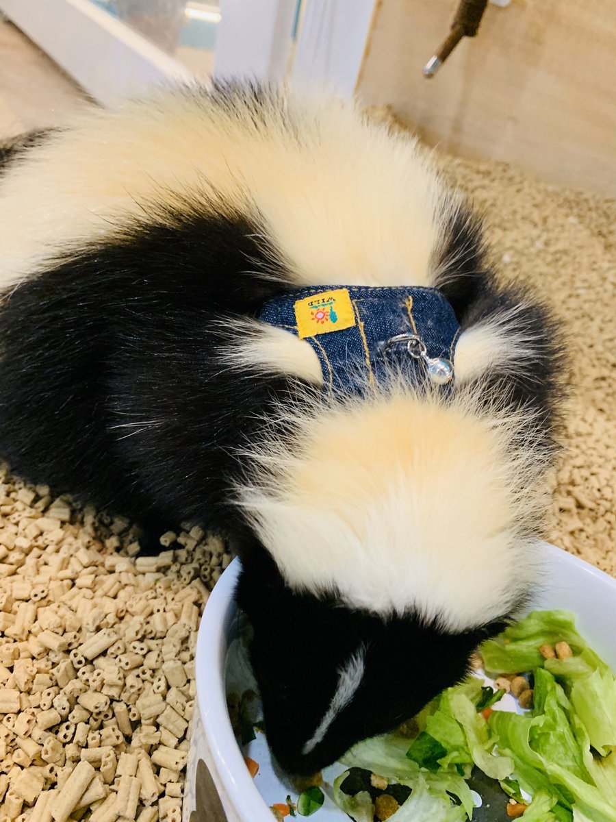 Moff_iias's tweet photo. ご飯うまうま( ⸝⸝⸝¯ ¯⸝⸝⸝ )♡
日中はよく寝ているスカンクのソルトくん。
食いしん坊なので、寝起きでもパクパク食べちゃいます!#moffanimalcafe #モフアニマルカフェ #イーアスつくば #つくば #animal #動物
#ふれあい動物園 #シマスカンク
#Mephitis https://t.co/9HdLZnATxH