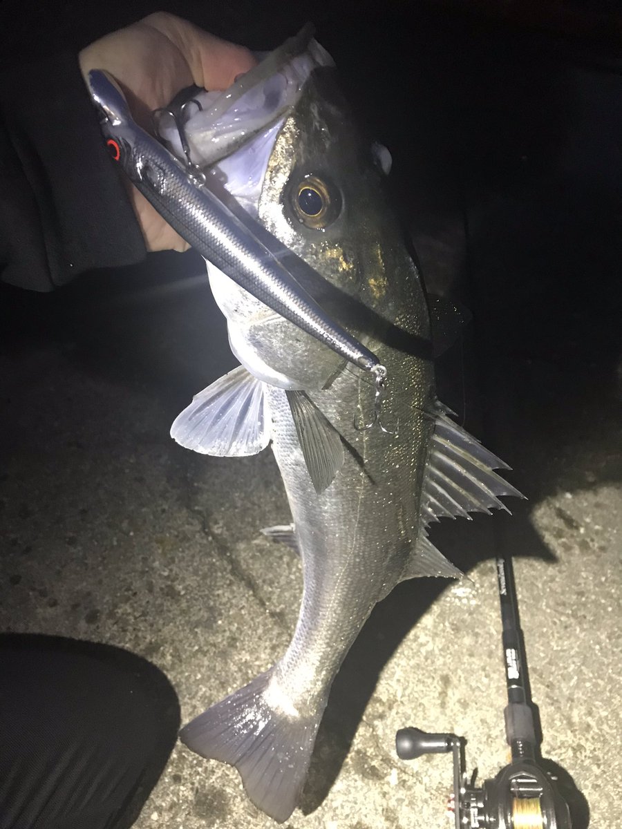 namatamanama's tweet photo. 夕暮れ時のワンチャン貰えた♪♪
🕺🕺🕺 🙏( ˘ω˘ )
#鱸通信 #シーバス #seabass
#bomber #asalt
#quadfishingtools #suilowz #sevenzeroeight #mp78cmh
#abugarcia #powershooter
#手ぇめっちゃ冷たいけど嬉しい
#水門を解放せよ https://t.co/zHprL3ZfUZ
