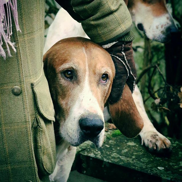 HawkHound1's tweet photo. Thanks to @micksmithphoto for this ❤️❤️❤️❤️ #pytchleyhunt #houndsofinstagram #tweed #houndlove #pytchleygolfer #hounds https://t.co/MHUxcGHX6q