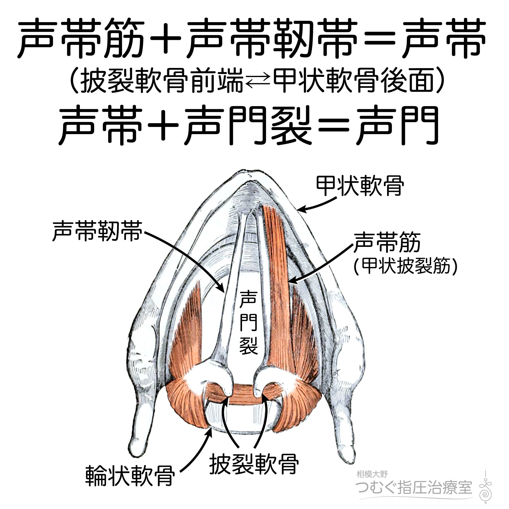 かずひろ先生 なるほど解剖学 声帯まとめ 声帯筋 声帯靭帯 声帯 声帯 声門裂 声門 反回神経支配 迷走神経の枝 声帯 声帯筋 反回神経 T Co 9g6fifbxcb Twitter