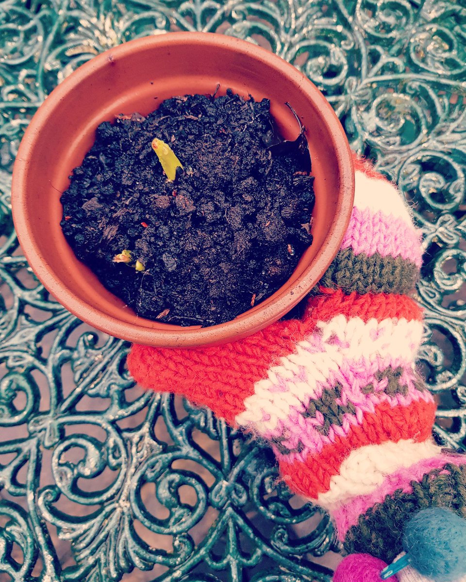 sevensistersjd's tweet photo. Looking for signs of Spring this morning and found these bulbs coming up to say hello 💕🌱
#Springbulbs #flowerpots #cosywool https://t.co/zIoiODAEyK