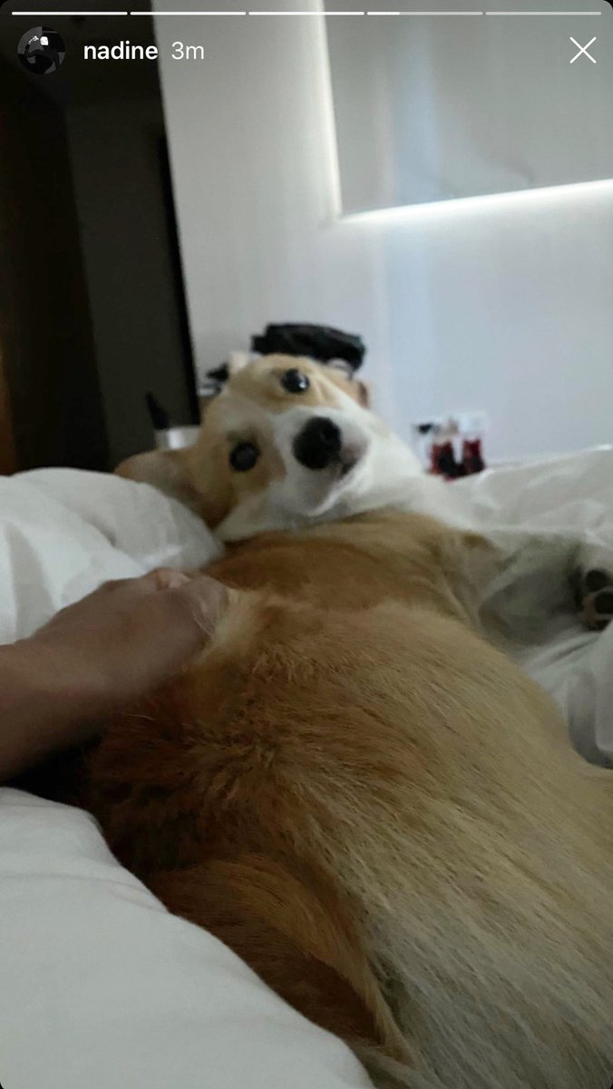 x01_mer's tweet photo. Nadine’s IGS updates🐶❤️ mama and baby cal https://t.co/JWA1S6rkQb