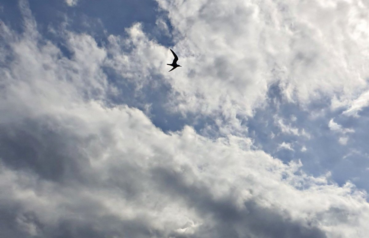 alshahi8's tweet image. تأكد أن تلك السعادة التي أدخلتها
على قلب♡ أحدهم يوما ستعود لك
 في يوم من الأيام..♡