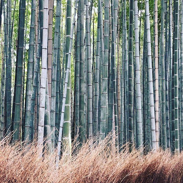 sparrow_andwolf's tweet photo. 🎋🎋🎋
.
.
.
#travel #wanderlust #traveladdict #worldtraveler #welltravelled #passionpassport #traveltheworld #exploremore #exploretheworld #alwaysadventuring #letsgoonanadventure #lonelyplanet #worlderlust #takemethere https://t.co/zdVME2lK7B https://t.co/hEszGiI1B8