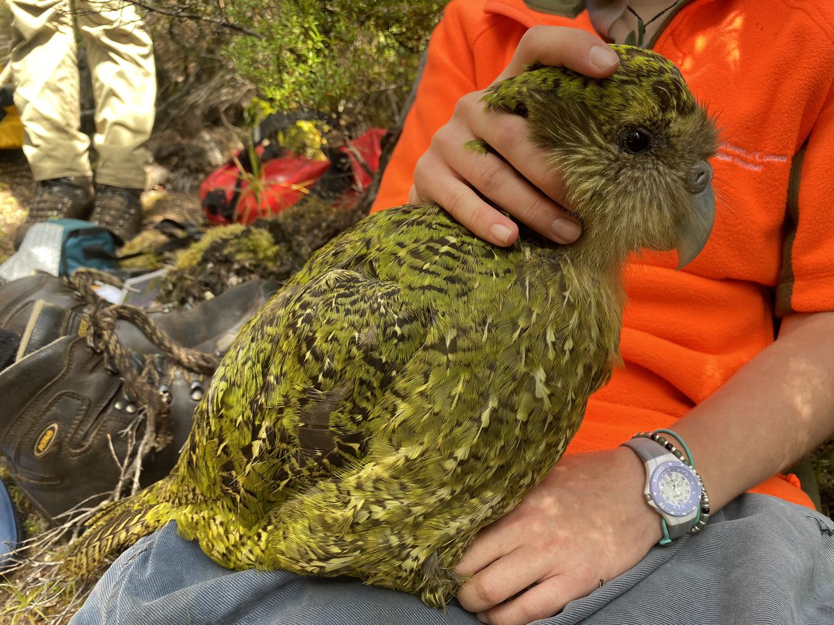 A kākāpō being held in a person’s lap