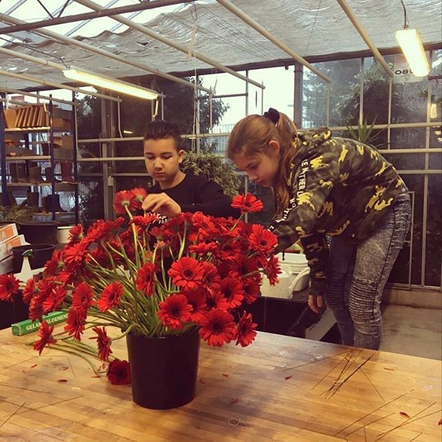 Klas 1B zet de gerbera's op draad zodat de andere klassen er mooie bloemstukken en boeketten van kunnen maken.