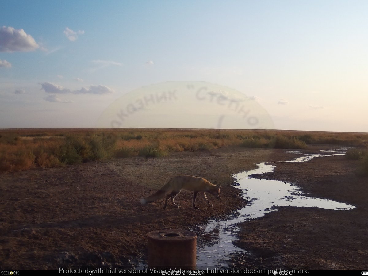 InstantWild's tweet photo. Great news team #InstantWild, there are #saiga on the #Stepnoi #CameraTraps at the moment! There are also #wolves, #foxes & the occasional tumbleweed!
Want to see more? → https://t.co/m82cCGkb6q
#ConservationAtYourFingertips
#CitizenScience #CitSci #Wildlife #Nature https://t.co/enZsztVJJI