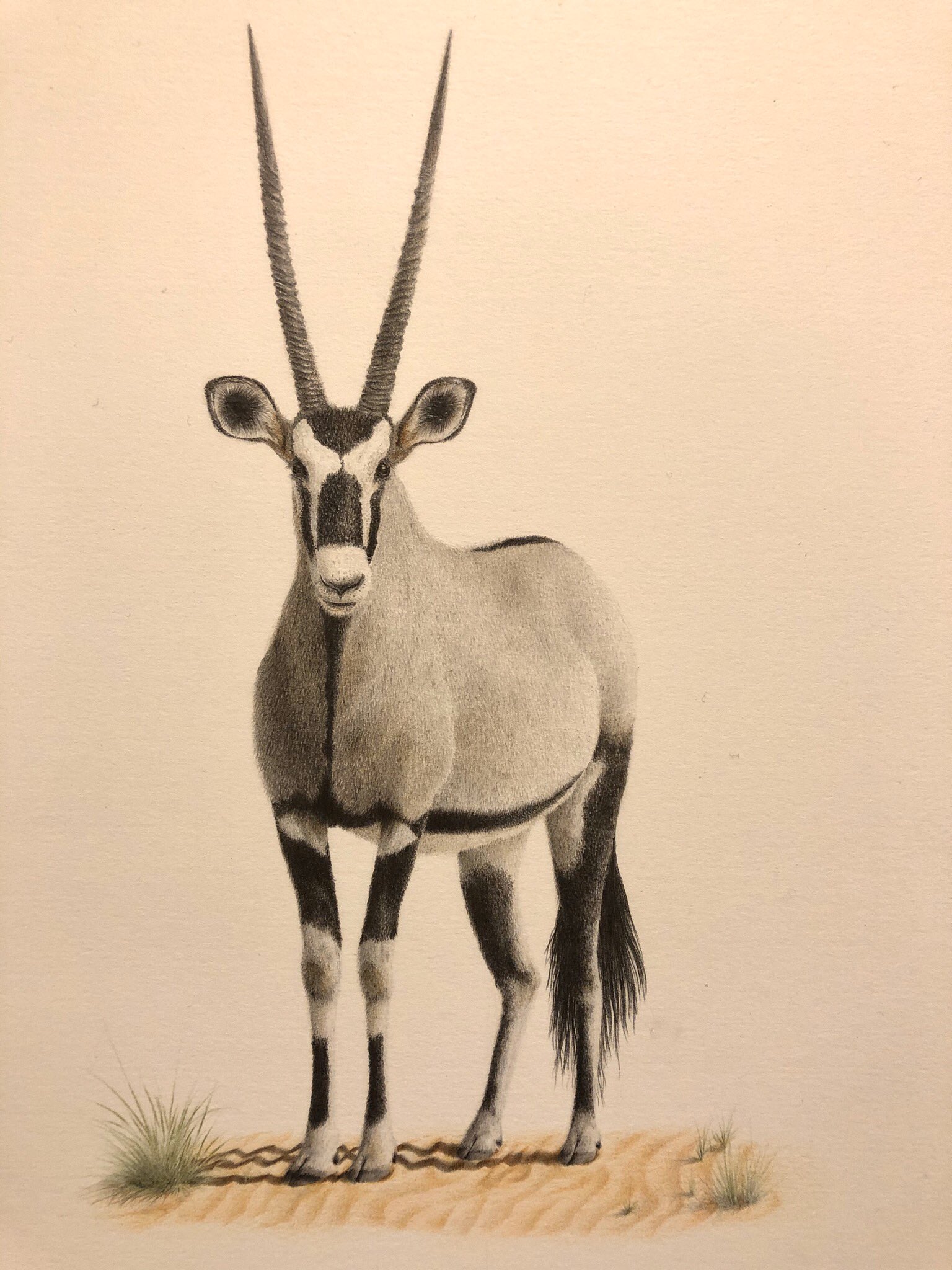 ゲムズボック Twitter Search Twitter