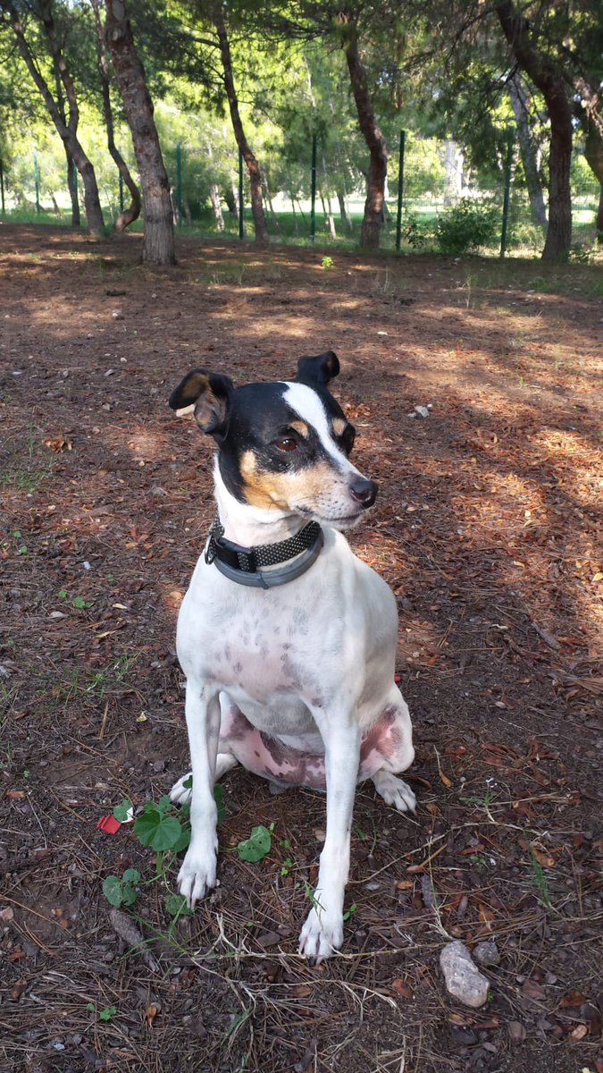 🔴 ATENCIÓN LOLA SE HA PERDIDO 🔴
La estamos buscando desesperadamente, se ha perdido por zona UJI - RIU SEC por favor si la vez contacta con el 636924730
Tiene chip y seguro que estará muy asustada.

#perrosperdidos #sebusca #castellon #castello 
<a href="/AjuntCastello/">Ajuntament de Castelló</a> <a href="/animaladesAPunt/">Animalades</a>