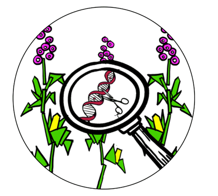 testbiotech's tweet photo. Now live at #EP: All #GenomeEditing techniques can have major effects on organisms and #ecosystem|s. Full #RiskAssessment is needed according to #RAGES consortium: https://t.co/HyuRuTzNRa https://t.co/dafJyAnh0e