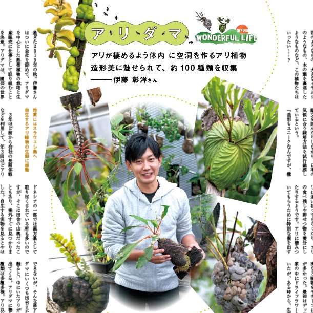 アリ植物