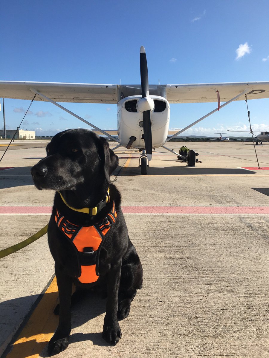 percythelabrad1's tweet photo. Our Black Labrador goes flying for the first time https://t.co/37YNMA4nqW via @YouTube #percythelabrador first time flying #flywithmydog #flywithmypet #aviation #privatepilot #ppl #petsthatfly #flyinspain https://t.co/Q3hunkFW46