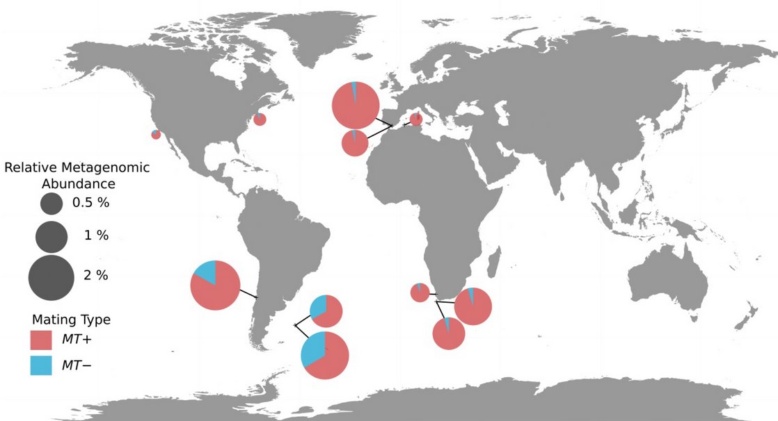 GwenaelPG's tweet photo. Genome enabled biogeography: when the #genome sequence helps understanding the biogeography of a species, for example #Mamiellales #phytoplanton in the sunlit ocean. 
Congrats @leconte_jade for your publication https://t.co/7gzbyPUoQD ! @SINGEK_ITN, @TaraOcean_, @LFelipeB https://t.co/QkdteioxO9