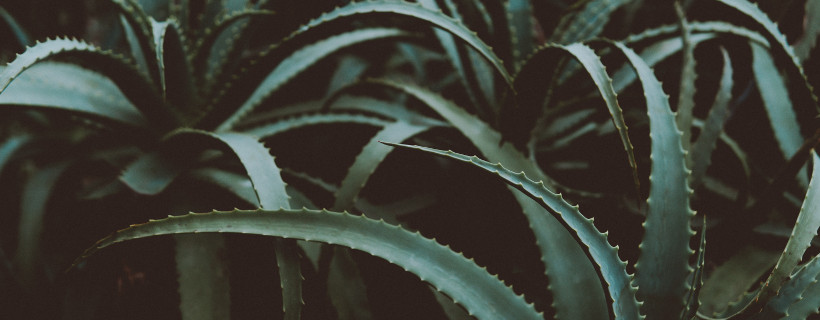 NetPeluquerias's tweet photo. 🌱 Descubre los beneficios del Aloe vera. ¡Ya en nuestro blog!

🔗 https://t.co/6ZIpvJyoid

#⃣ #peluquerias #aloe #aloevera #cabello https://t.co/92kf46Gqzo