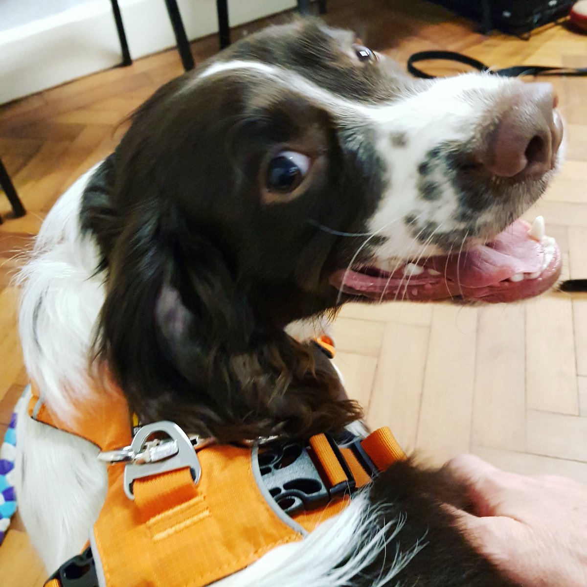 CarshaltonHigh's tweet photo. Look who has his first day in school today!!
#douglas #training #wellbeingdog #teamchsg
@CHSG_Support @MrDevenney @JenSmithGLT @EdSupportUK @CHSG_MissHolmes https://t.co/ZhlQLBw2UM
