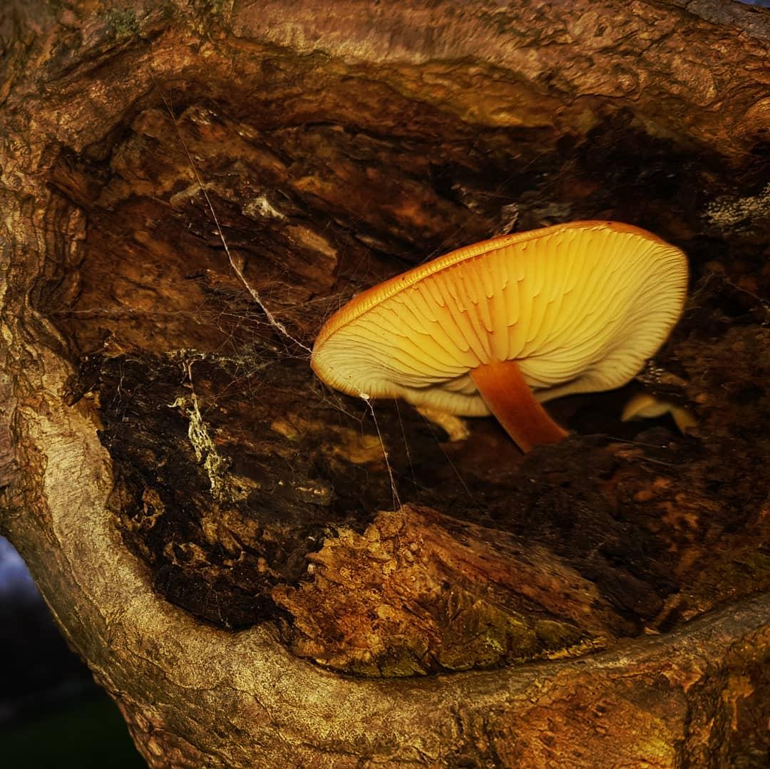 Stardust11112's tweet photo. #nature #naturephotography #nature_perfection #nature #beautiful #beauty #photooftheday #love #pretty #mushrooms #fungi #parklife #walks #walking #Thursday https://t.co/x036LzzI6m