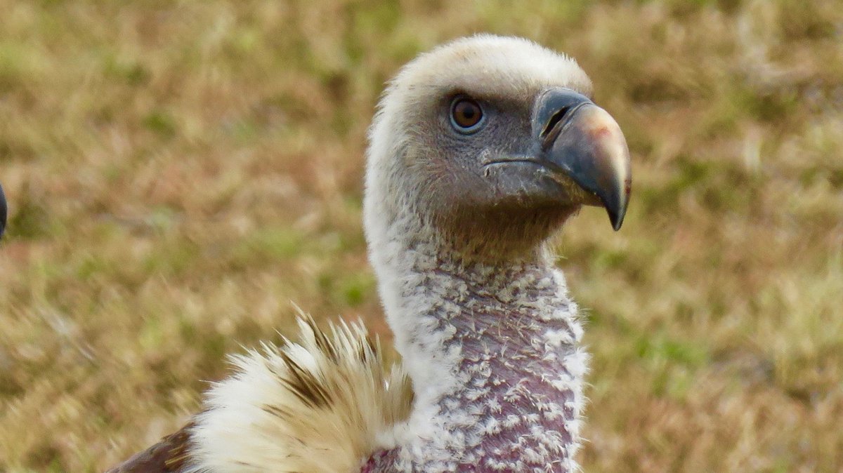 The Safari & Conservation Co. tweet media