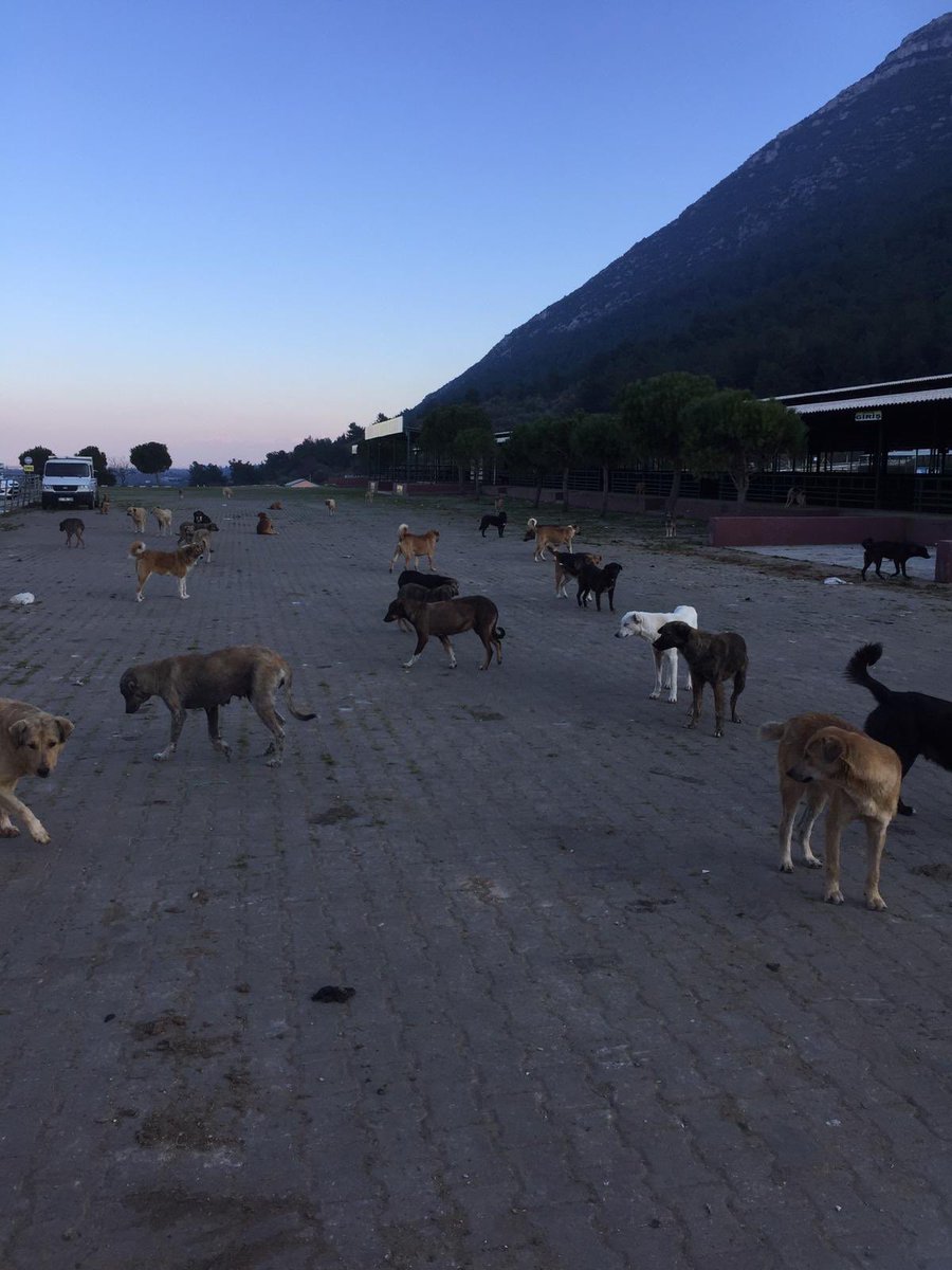 Koyun sürüsü gibi olan çöplük çocuklarımız🤗 bu hafta gelen mama yardımı maalesef yok . Haftasonu yaklaştı mı mama krizimiz tutuyor 😊 hadi pamuk eller cebe çocuklarımız karınlarının doymaları için mama bekler 😔15 kg 60 tl.Mama yardımı yapamayacaklardan bolca paylaşım desteği🙏