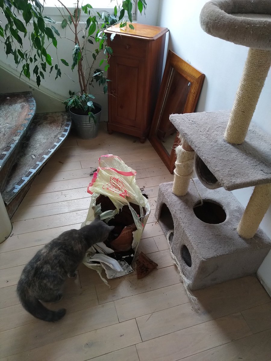 Miezebiene's tweet photo. Mom bought a new scratching post 😺😺 She's still not sure if we deserve it.... 😹🌱💔 #cats #Ibroke #scratchingpost #CatsOfTwitter #funnycat #ThursdayThoughts @millyfromoz https://t.co/y5QJ90PTX8