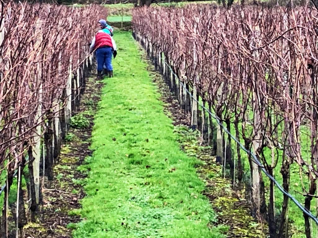January is a busy time for us in the vineyard. This is when we begin our winter pruning and get all our vines ready for this years vintage. The team are out there today, tending to each individual vine. #winesofthewestcountry #cotswolds #stroud #nailsworth