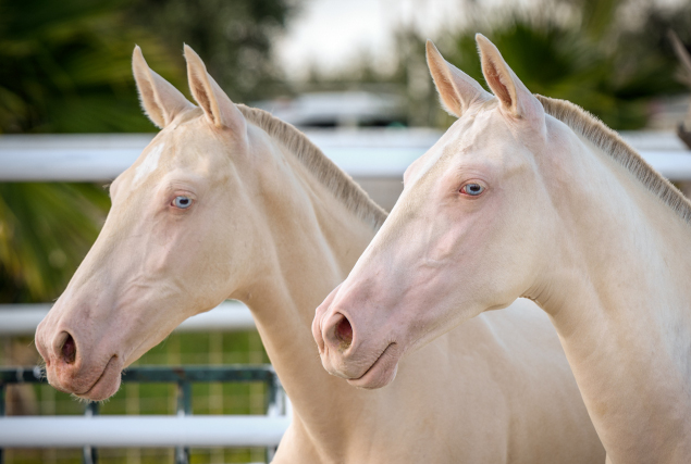 Kaishana's tweet photo. Exclusive Pearl Fillys - available for sale

#purarazaespañola #andalusier #dressage #stallion #horse #spanishhorse #caballos #horse #andalusianhorse #barockpferd https://t.co/lUalqMZjl4