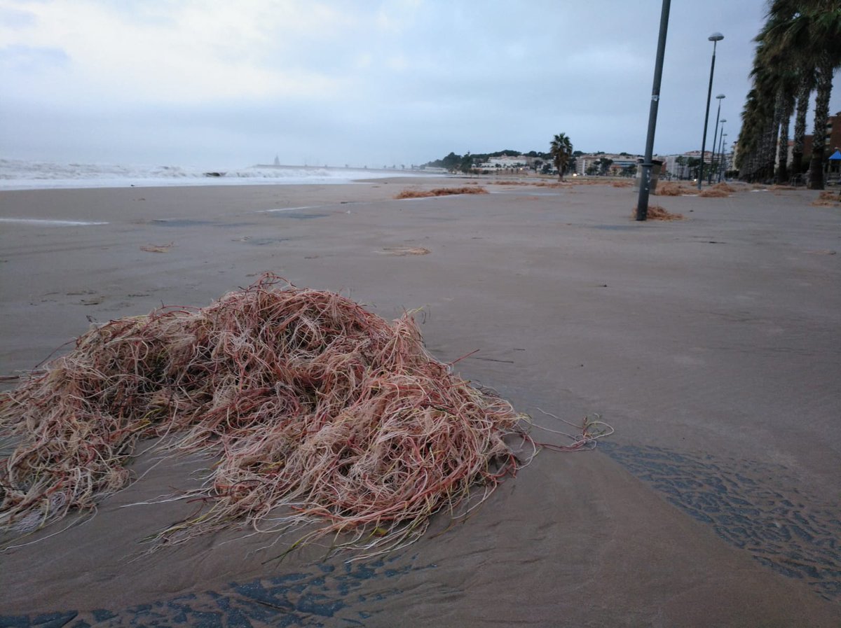 gepecedc's tweet photo. Amb el pas del temporal #Glòria, a moltes platges ha quedat escampada la Cymodocea nodosa. Malgrat que molts ajuntaments s'afanyaran a desfer-se d'aquesta planta, des del GEPEC-EdC instem a no fer-ho, ja que és un dels millors fixadors de sorra que existeix. 😮🏖 https://t.co/PNCvLZ0fjY