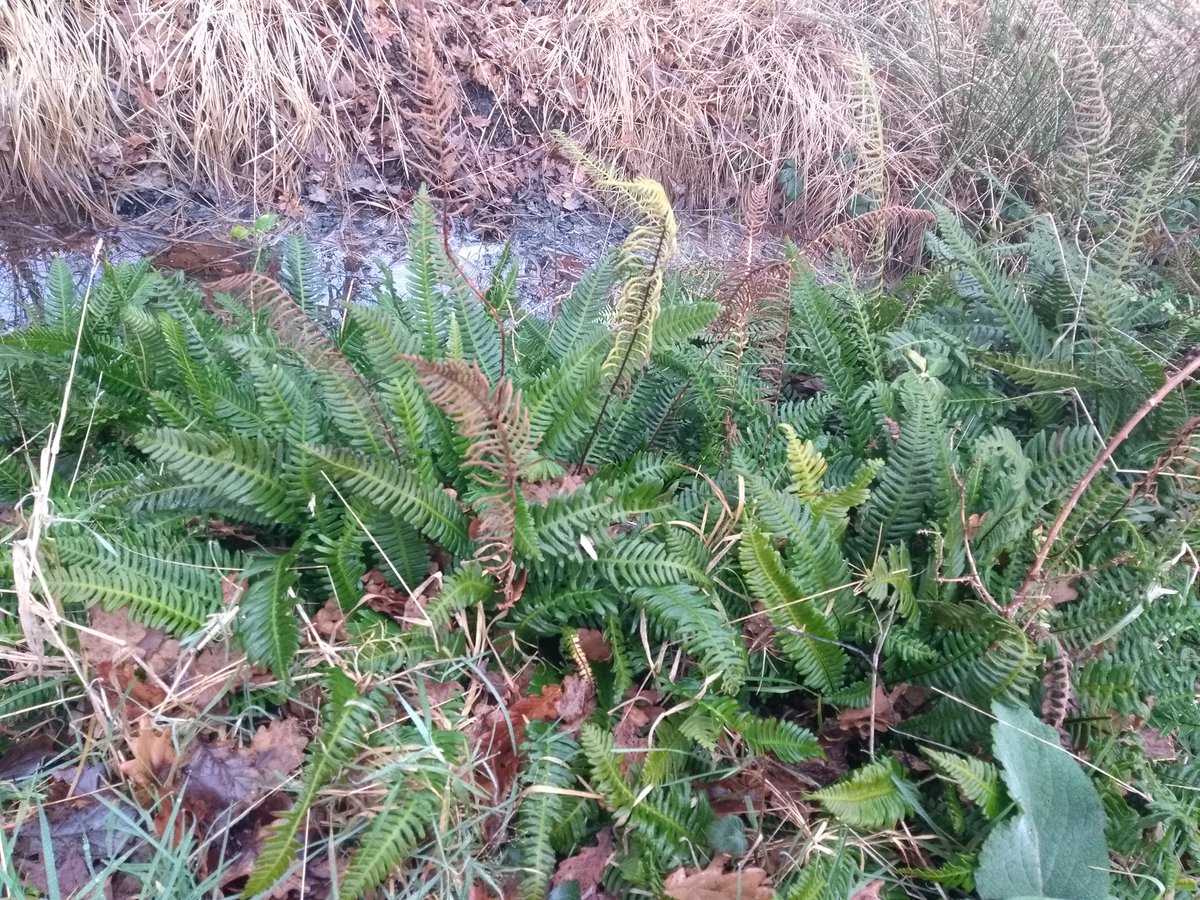 Saw masses of Hard fern (Blechnum spicant) adding a bit of green down by the water on a grey day at Chobham common. The fertile fronds add really interesting contrasting textures. #blechnum #ukferns #JanuaryBlues #ferns