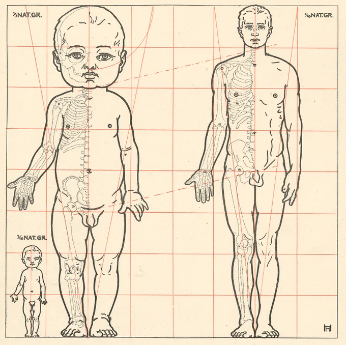 ヘルマン・ヘラーのプロポーション図(1913)。ドイツの美術解剖学書は年齢別のプロポーション図が豊富。個人的には1枚目の図の胸郭と骨盤の間の距離が気になる。成長に伴ってウエストの高さが縮む。 