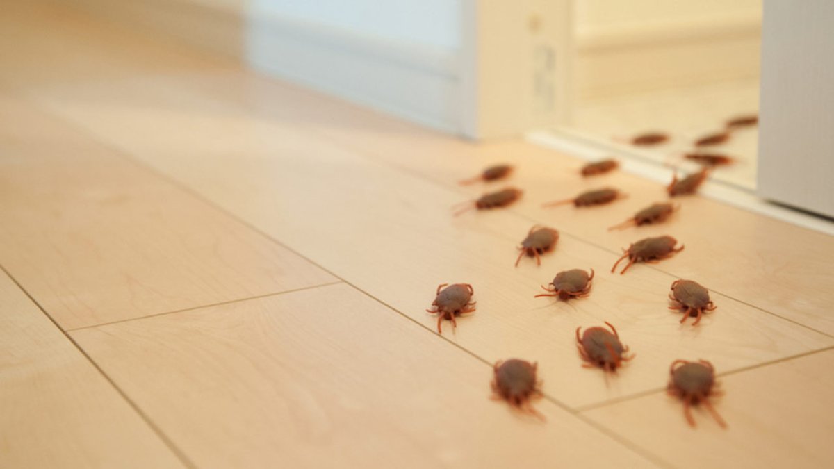 PestSqueak's tweet photo. @PestSqueak provides assured services of pest extermination. We help people by giving them excellent #pestcontrolservices at their place with no hidden rates. You can also call us for #emergencypestcontrol services.
Read more: https://t.co/XZ0hhbrFne
#Pestcontrolmelbourne https://t.co/Cxsw3THXRK
