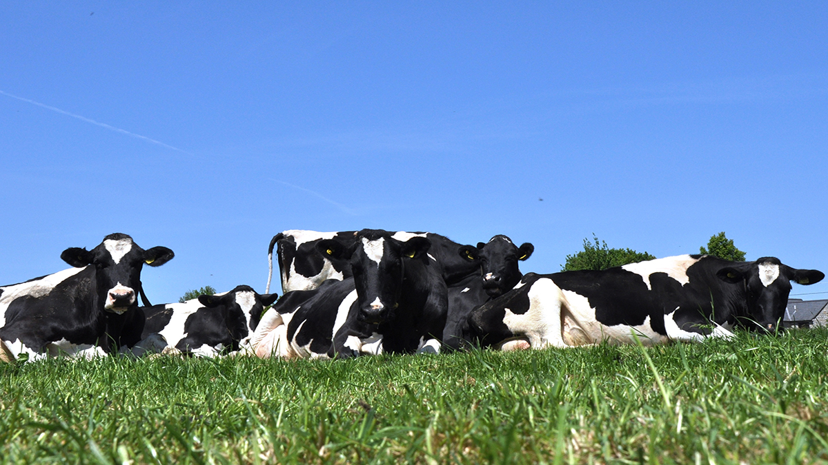 KingshayFarming's tweet photo. Would you be interested in tracking your herd’s performance data against others on similar systems? Come and have a chat about our Dairy Manager costings service. We’ll be on stand i13 at @Dairy_TechUK on Wednesday. #DairyManager #DairyTech #TeamDairy https://t.co/xbN92fXAKQ