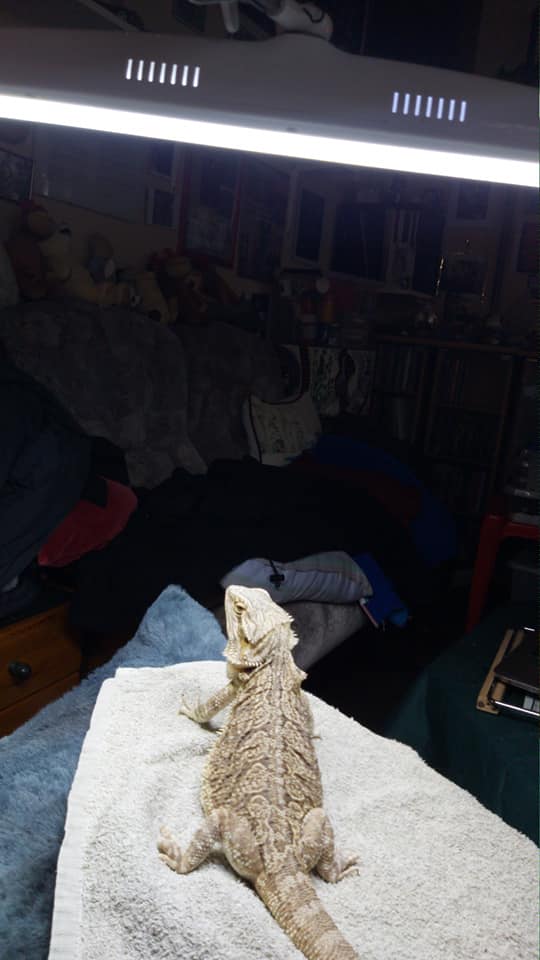 We love seeing the different ways our customers use our lamps! Here is Gideon's bearded dragon basking under one of our lights. Thank you for sharing and for choosing Daylight! ⭐️😊