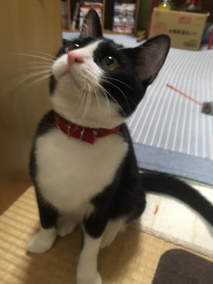 野良猫 モナちゃん 今はお太りあそばされたので ドドドドドドドドドラえもん 星野源 で ブルーだったら似てるかな 猫 ねこ ネコ ハチワレ 靴下猫 白黒 猫好きさんと繋がりたい 猫のいる暮らし 猫のいる生活