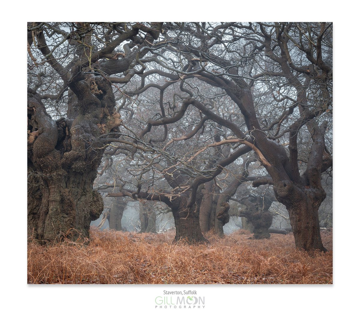 GillMoonPhoto's tweet photo. A little bit of mistiness among the ancient oaks of Staverton.
@WoodlandTrust  
#Suffolk #Woodland https://t.co/jlXWPg7Bw0