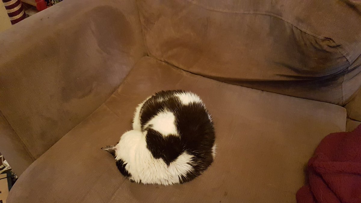 minnie_mog's tweet photo. Mum got up to get the post, so I stoleded her seat and I's dojin a curly sleepy schnorb.  Close-upses of my adorjableness, second photo's to show how smol I is when I dojin a curl.
#SleepySchnorb, #DojinACurl, #SmolKitty, #FluffyFursday #CatsOfTwitter https://t.co/5I2N0EXkg2