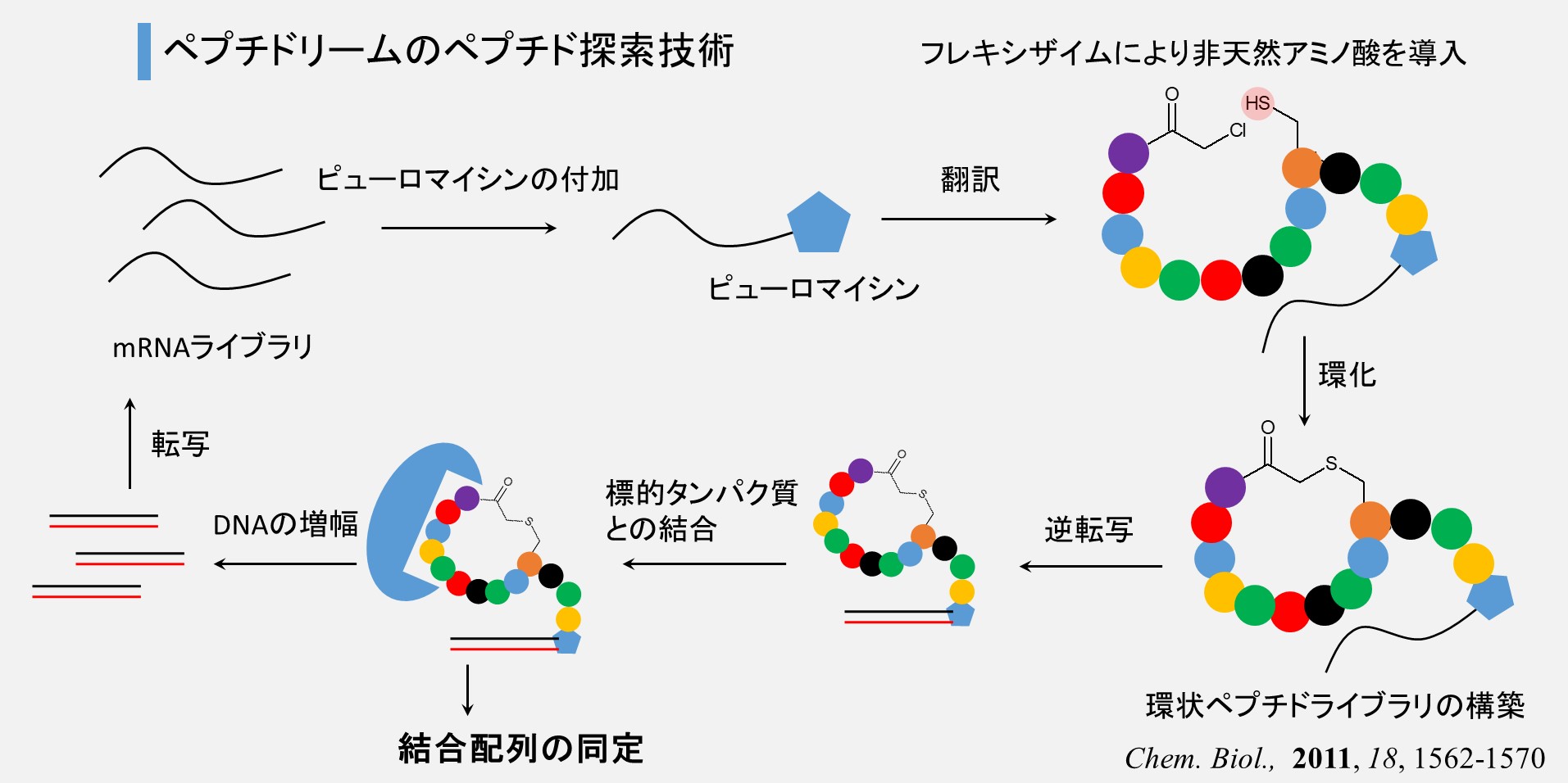 製薬・化学】企業のプロセス化学研究まとめ - 岡本ビブリオ 製薬・化学】企業のプロセス化学研究まとめ - 岡本ビブリオ