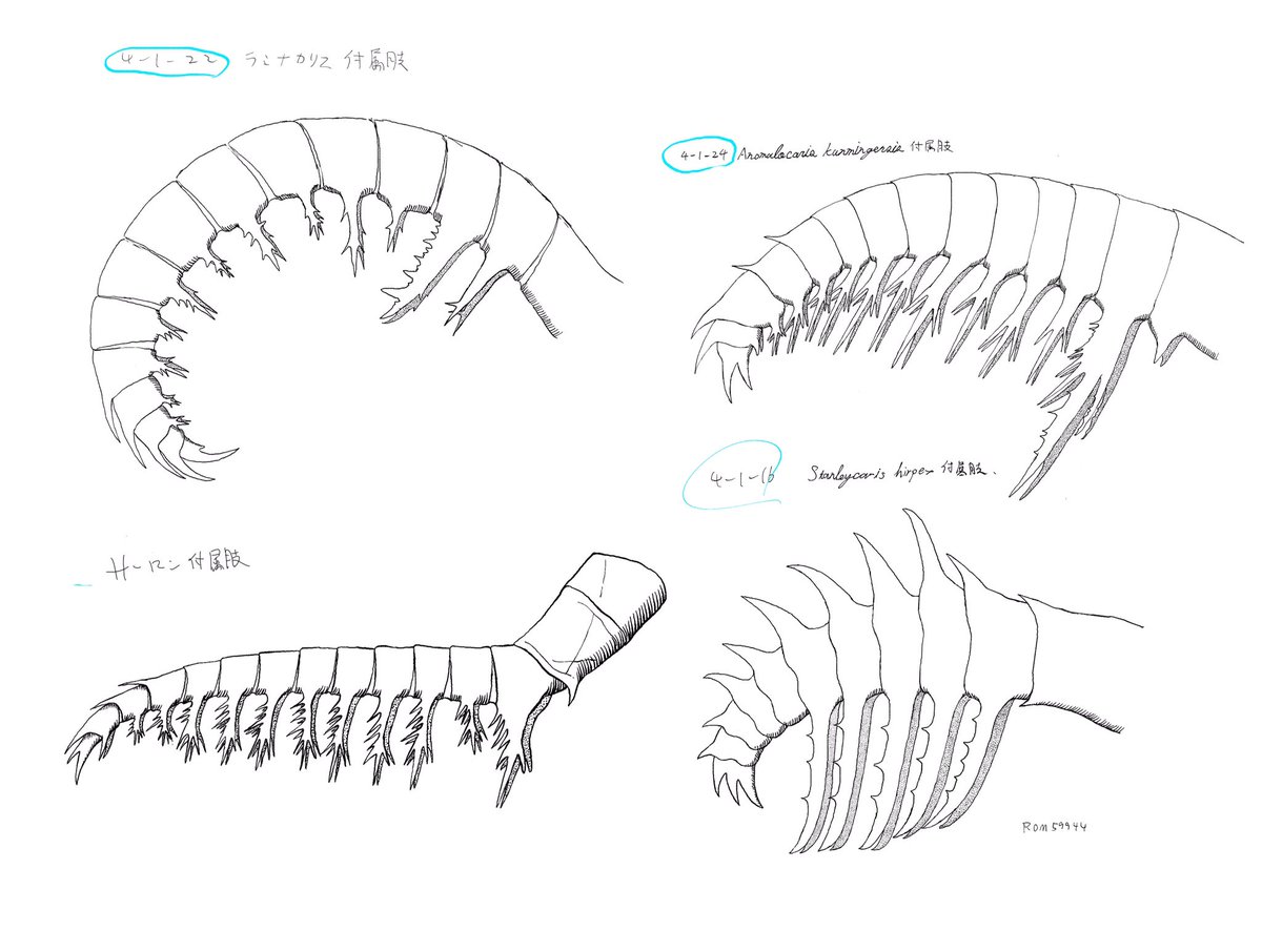 ⑦今回はアノマロたちラディオドンタ類の他にも、彼らが生きていたカンブリア紀からデボン紀までの様々な古生物を描き下ろしました。有名どころではオパビニアやダンクルオステウス。アノマロたちも生態復元以外に化石のスケッチや、種ごとの付属肢の図も描き下ろしetc... #アノマロカリス解体新書 