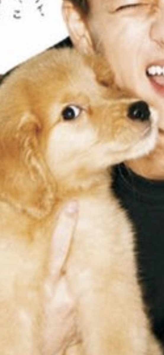 Hisayo 犬にもマウントを取られる人生 平野紫耀 平野紫耀vivi出てるってよ ゴールデンレトリバー ゴールデンレトリバー大好き T Co W67m4fhutb Twitter