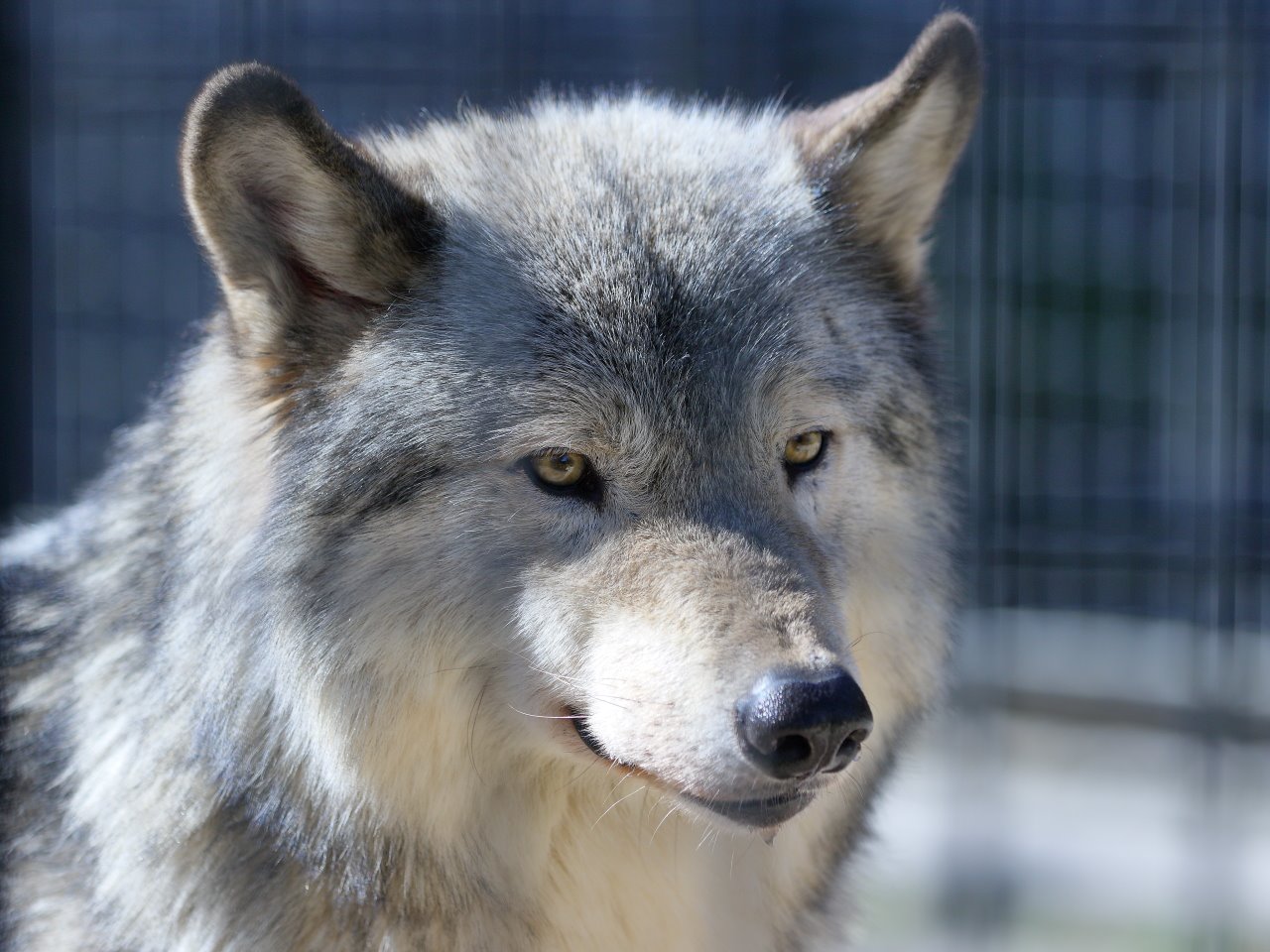 狼祭実行委員 Rt Kagetora Edomae カッコ ｲｲ 平川動物公園 オオカミ ショウ T Co X7xibhgfup Twitter